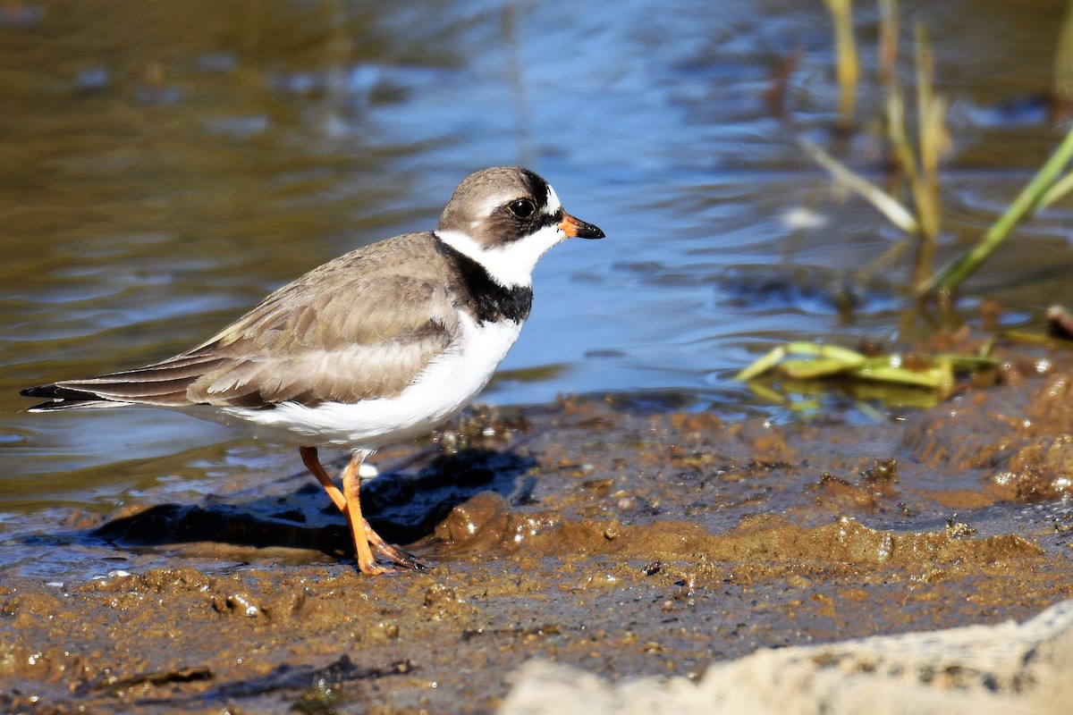 Semipalmated Plover - ML343636161
