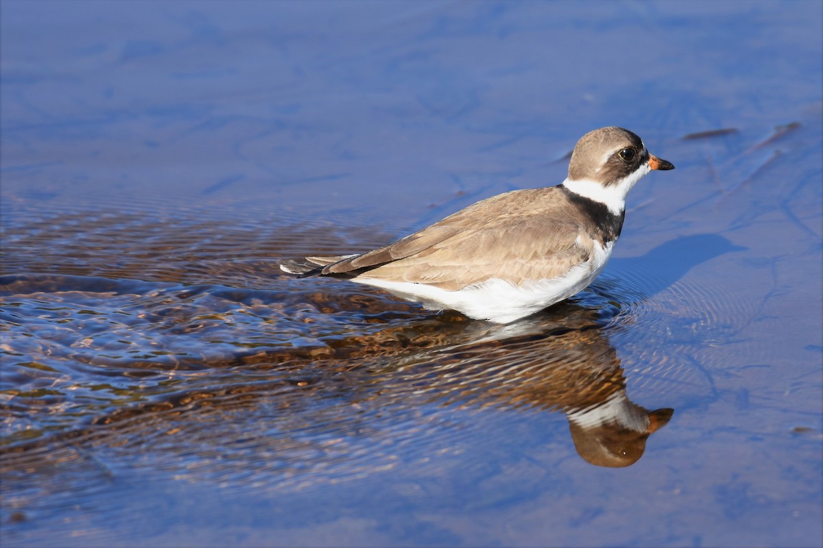 Semipalmated Plover - ML343636171