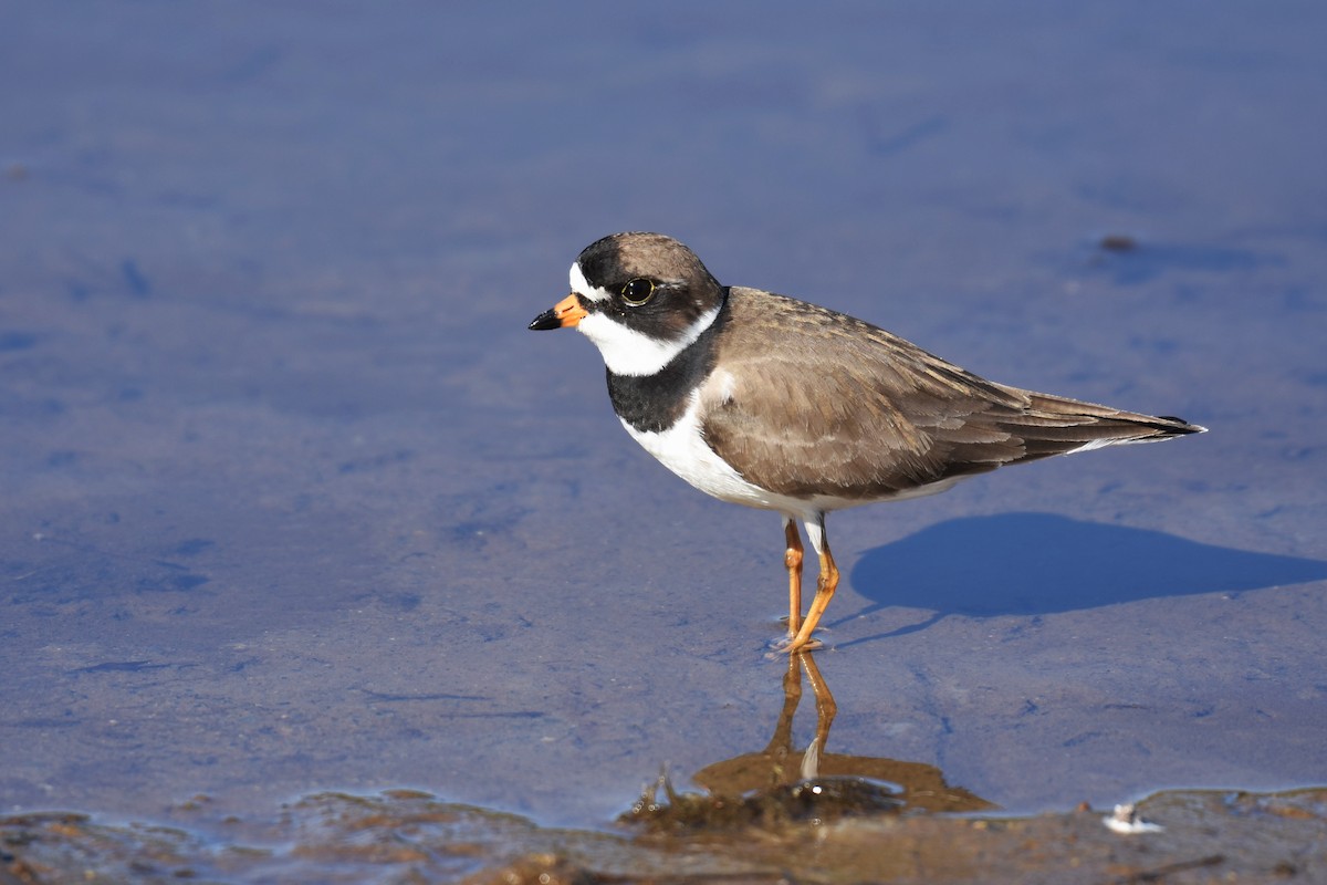 Semipalmated Plover - ML343636181