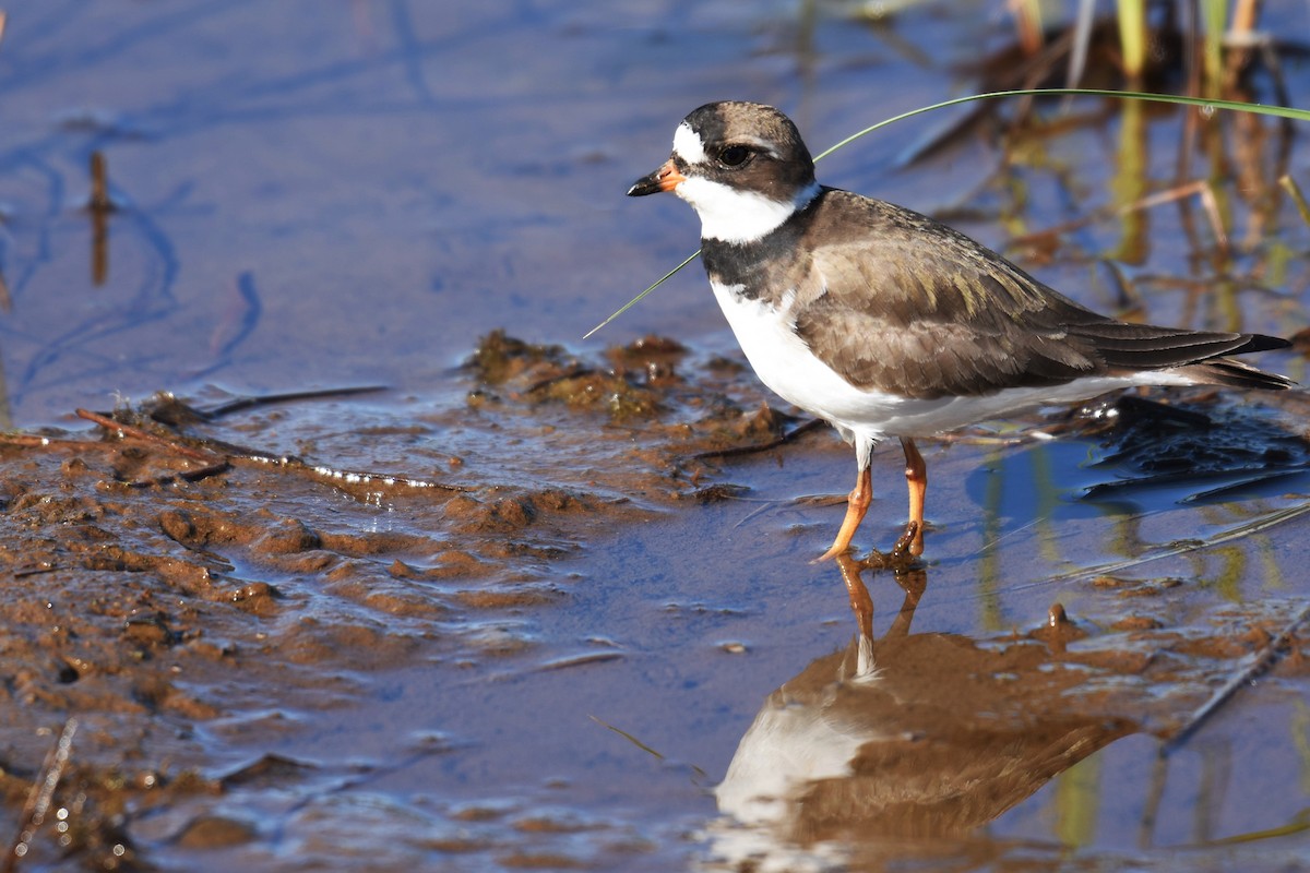 Semipalmated Plover - ML343636191