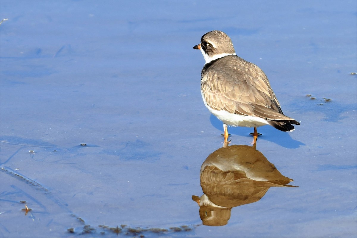 Semipalmated Plover - ML343636201