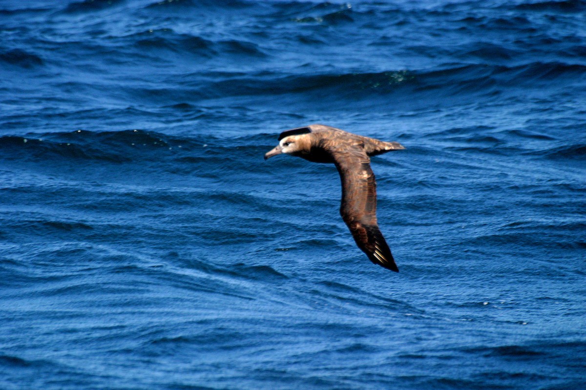 Albatros à pieds noirs - ML343637451