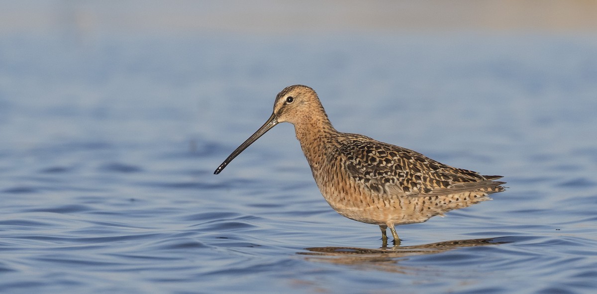 Long-billed Dowitcher - ML343640271
