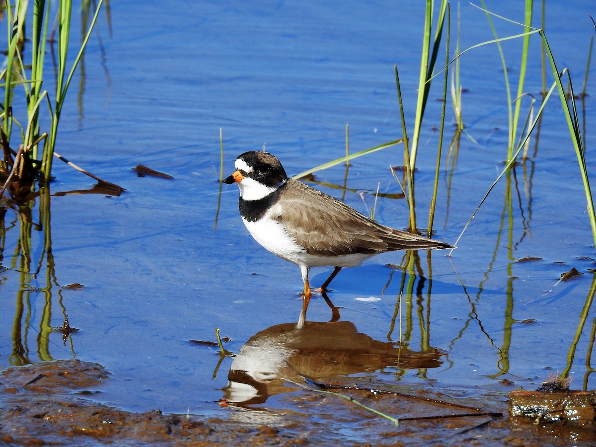 Semipalmated Plover - ML343641401