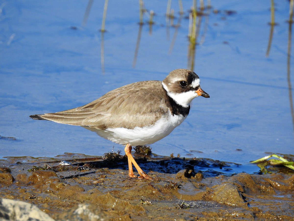 Semipalmated Plover - ML343641411