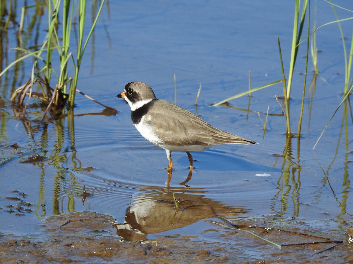 Semipalmated Plover - ML343641421