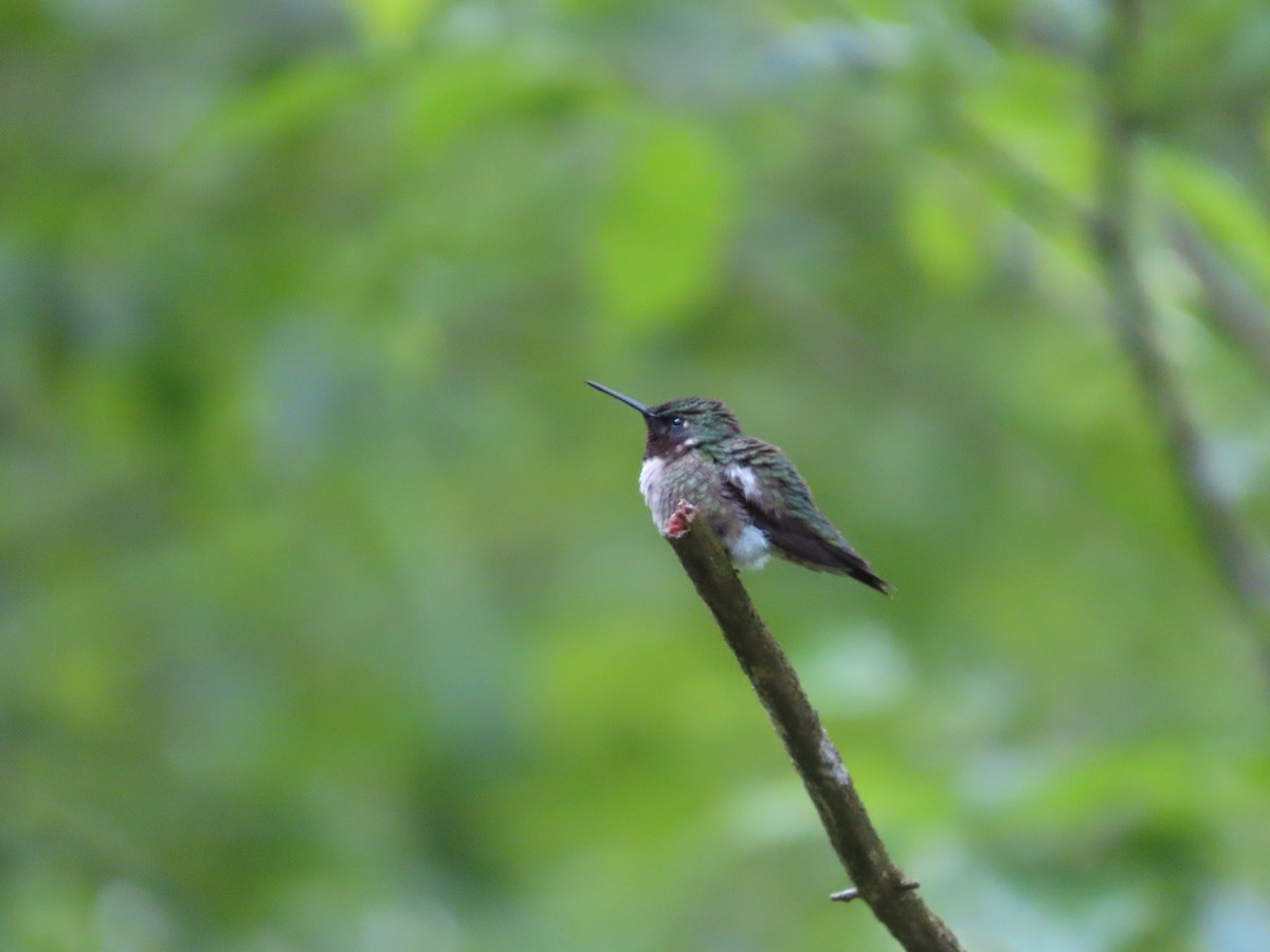 Ruby-throated Hummingbird - Debra Ferguson