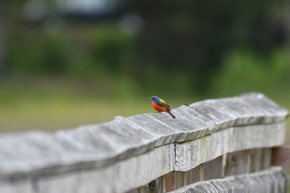 Painted Bunting - ML343643541