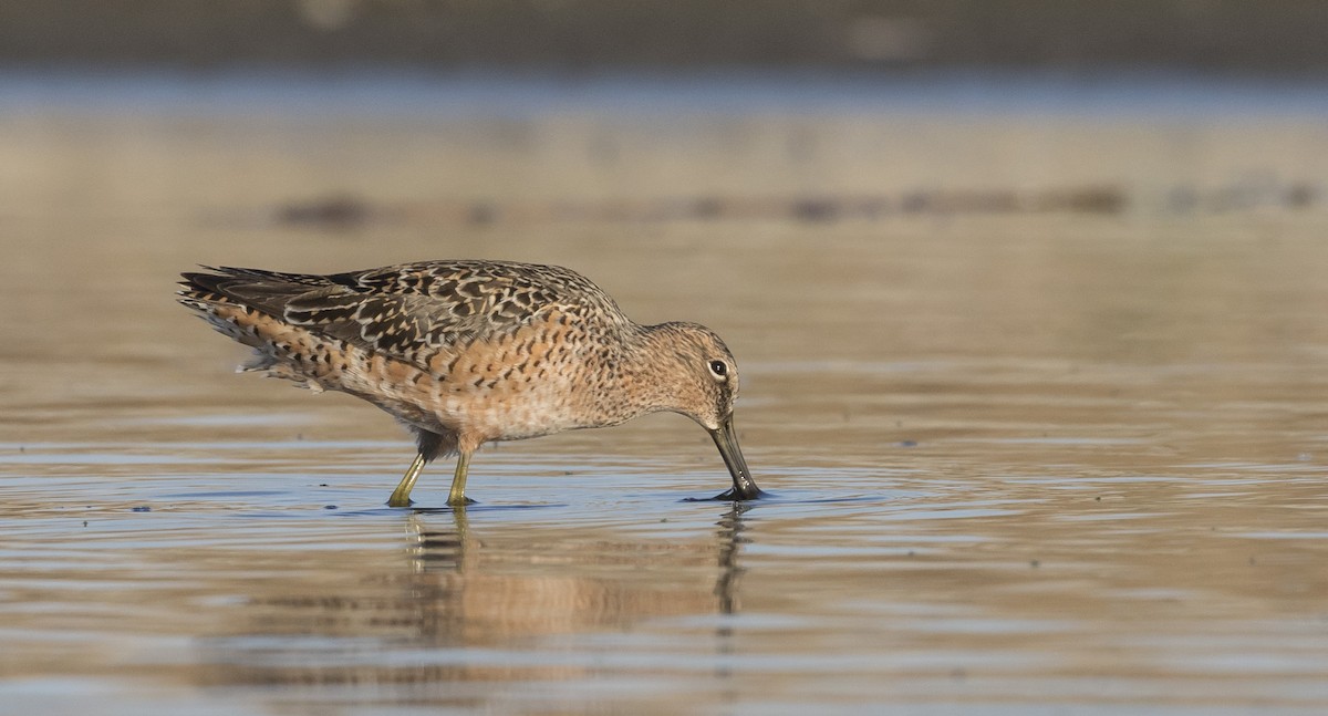 Long-billed Dowitcher - ML343643551