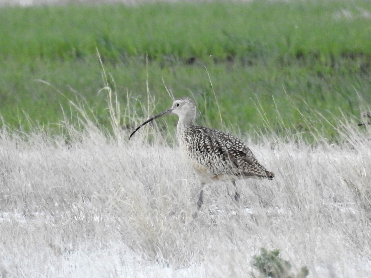 Long-billed Curlew - Tina Toth