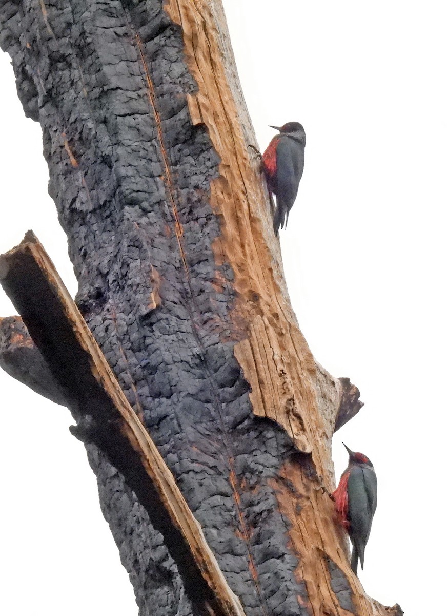 Lewis's Woodpecker - Charles Hundertmark
