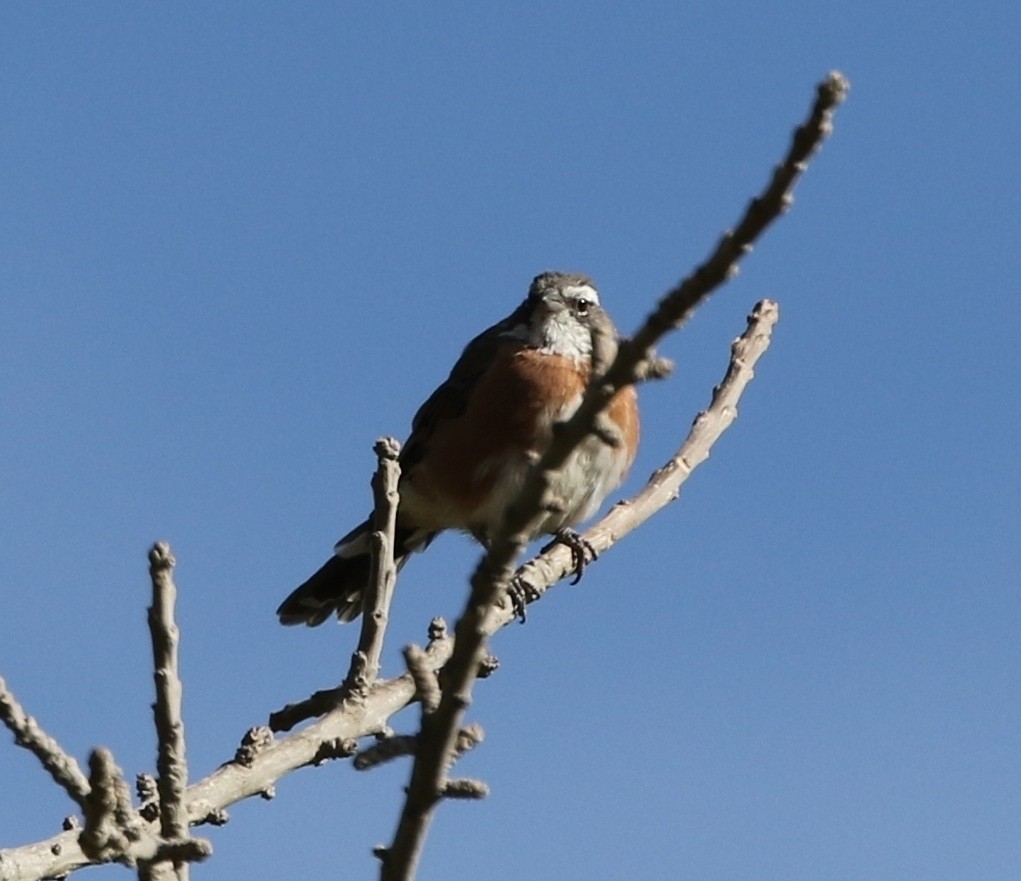 Bolivian Warbling Finch - ML343653631