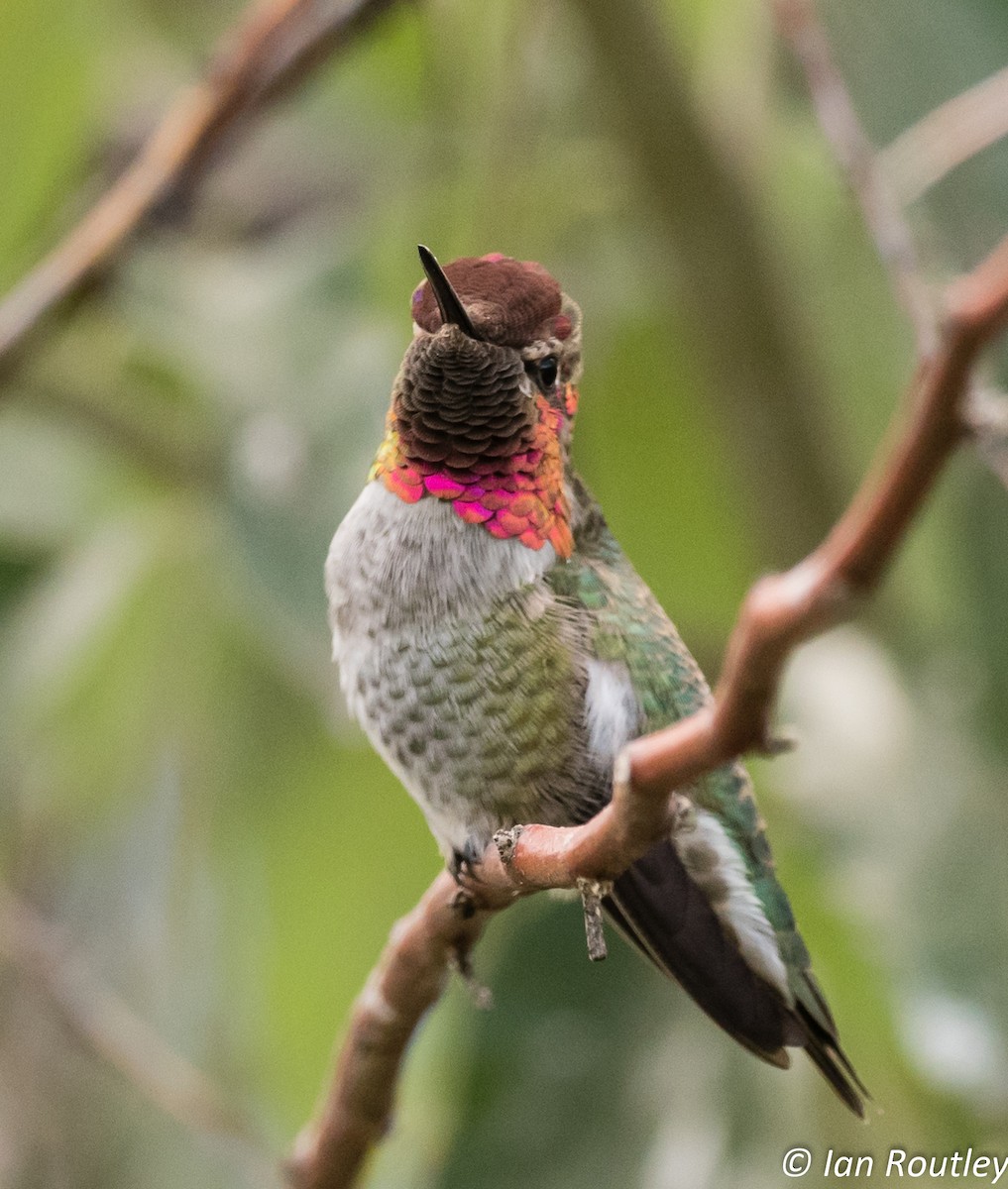 Anna's Hummingbird - ML34365821