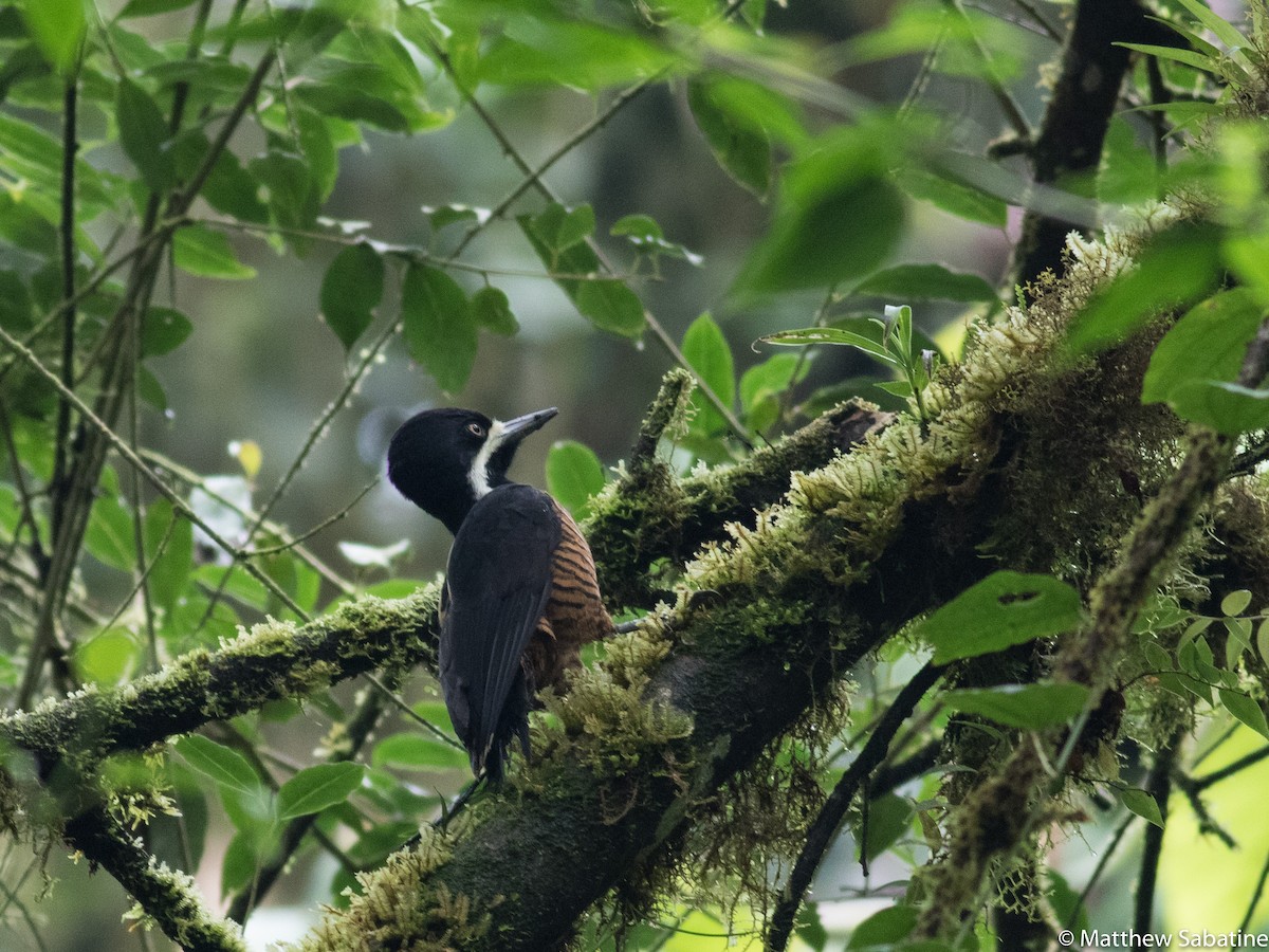 Powerful Woodpecker - matthew sabatine