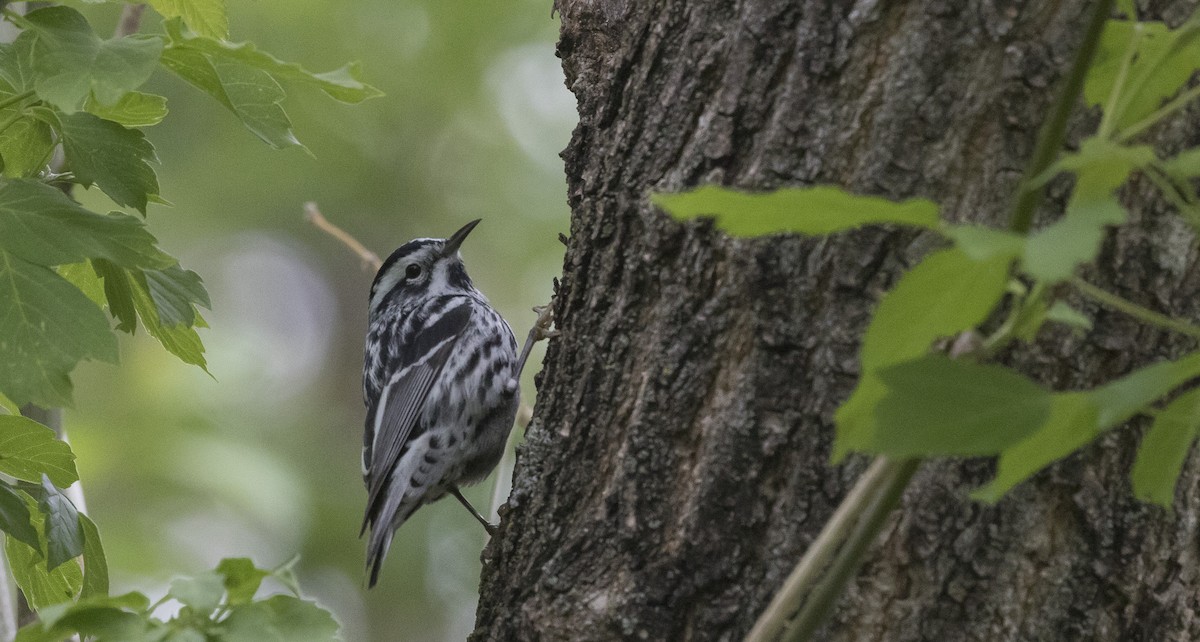 Black-and-white Warbler - ML343667151
