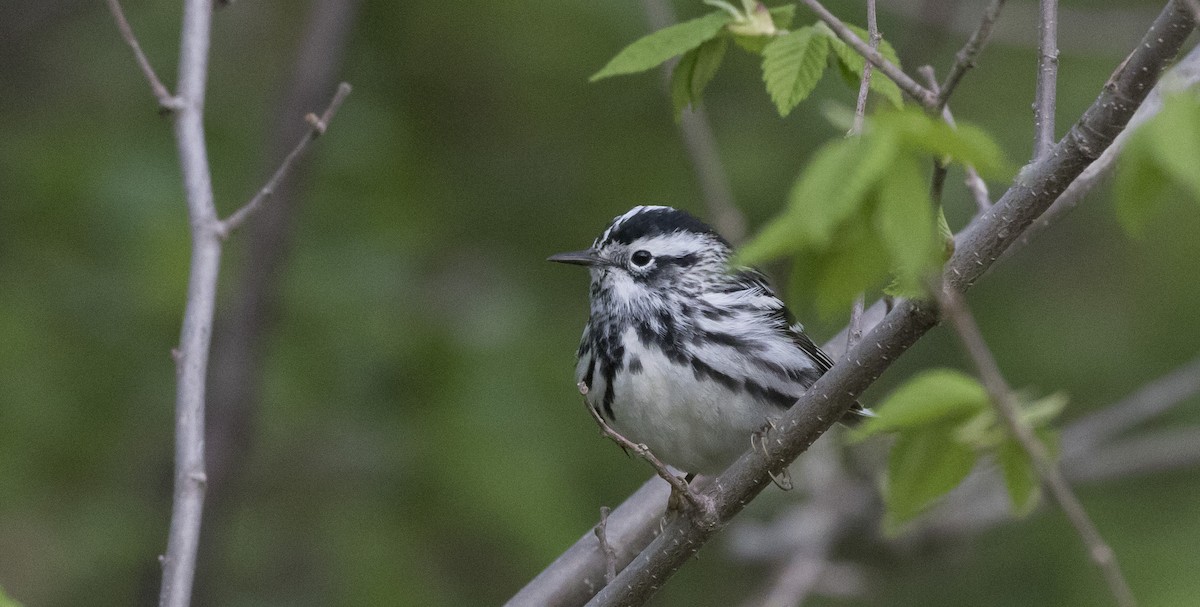 Black-and-white Warbler - ML343667641