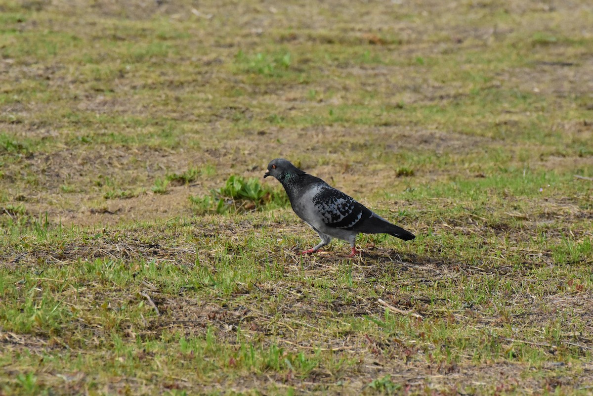 Rock Pigeon (Feral Pigeon) - ML343675231