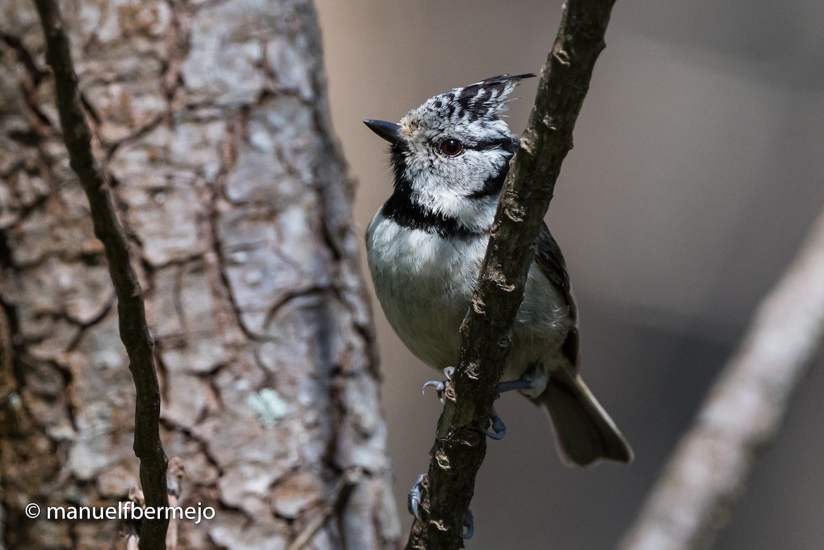 Crested Tit - ML343677321