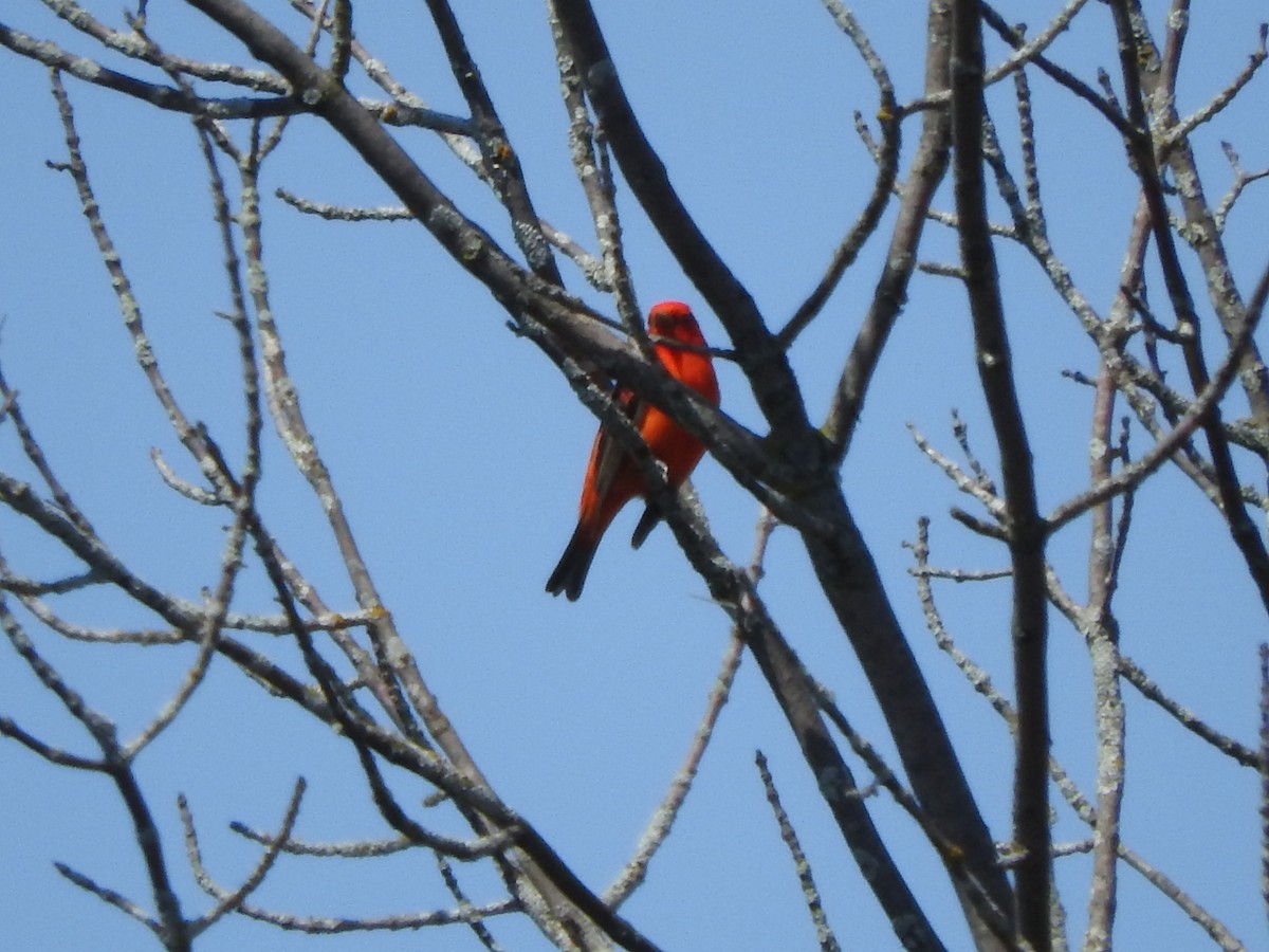 Scarlet Tanager - ML343680141