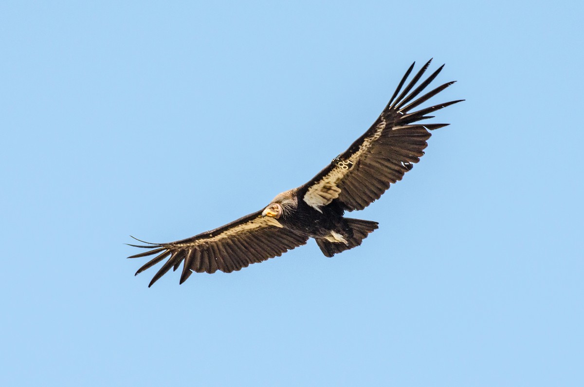 Condor de Californie - ML34368151