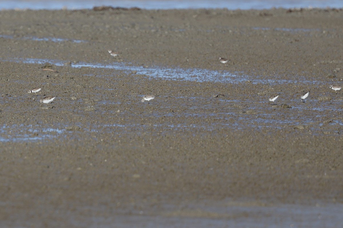 Semipalmated Plover - ML343683781