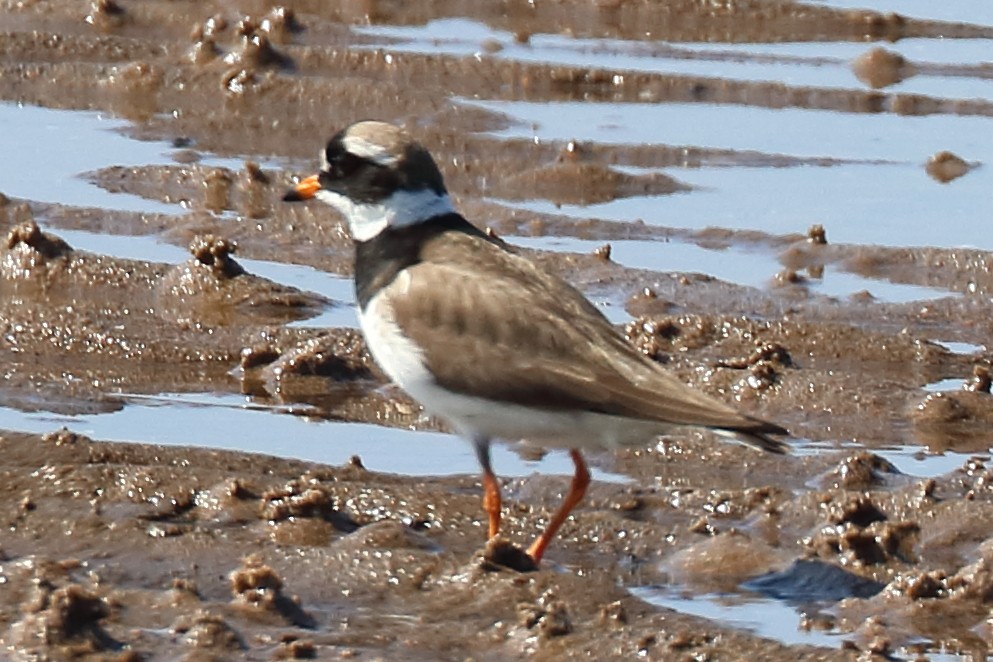 Common Ringed Plover - ML343684321