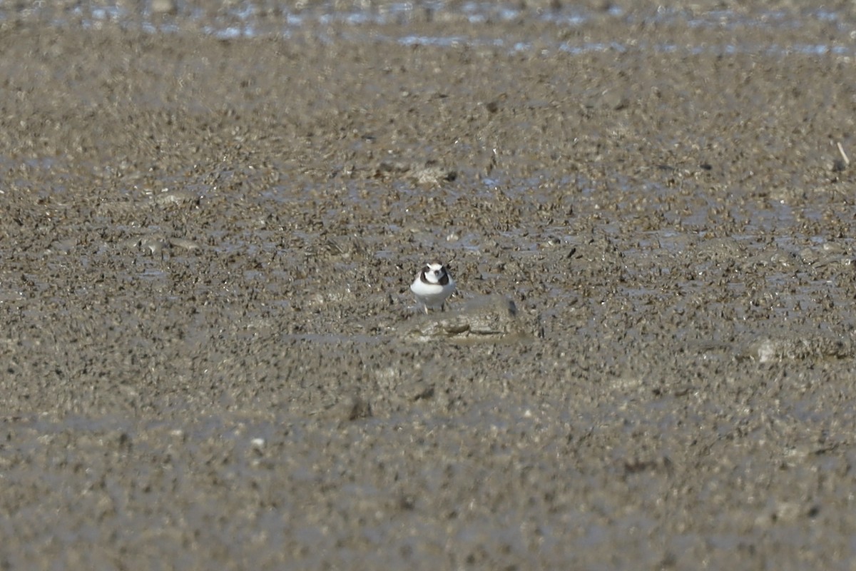 Semipalmated Plover - ML343687401