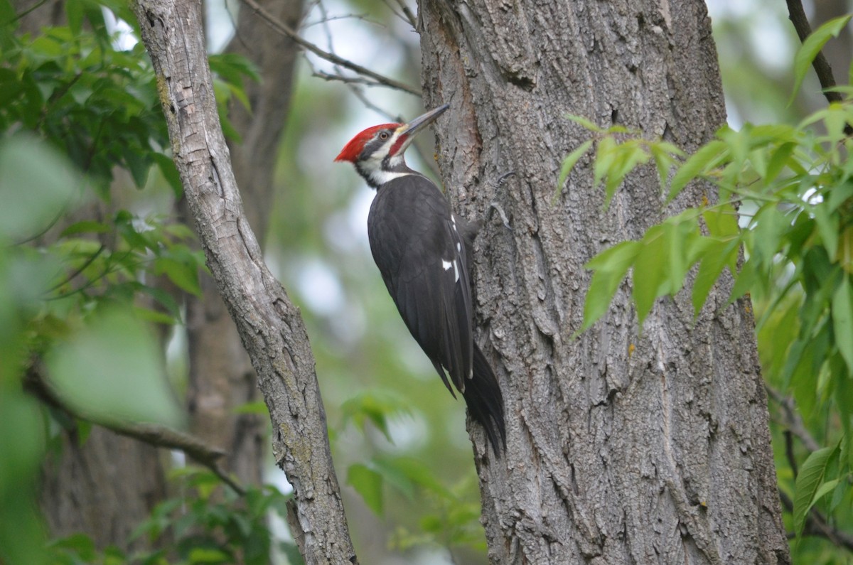 Pileated Woodpecker - ML343694381