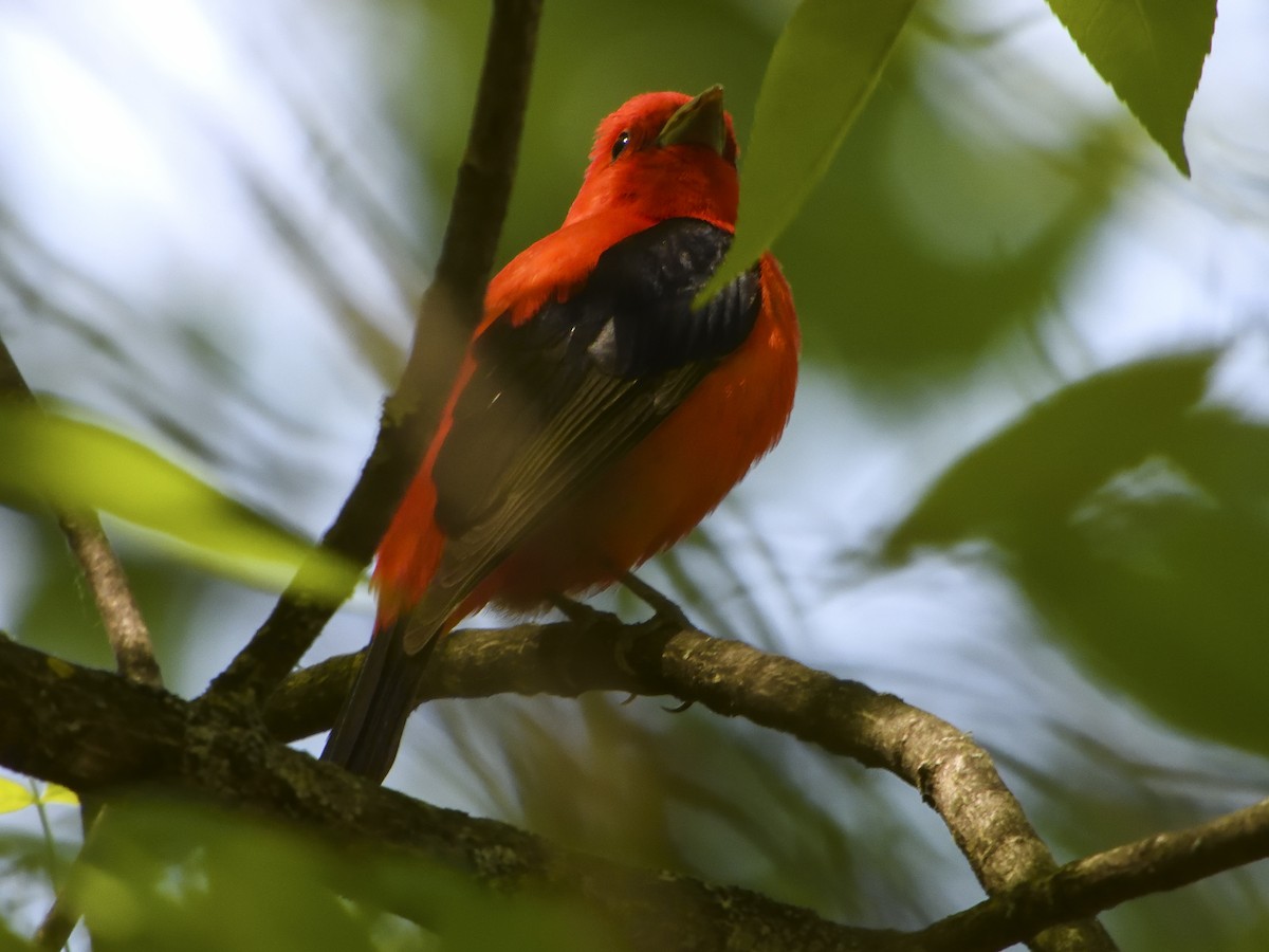 Scarlet Tanager - ML343694761