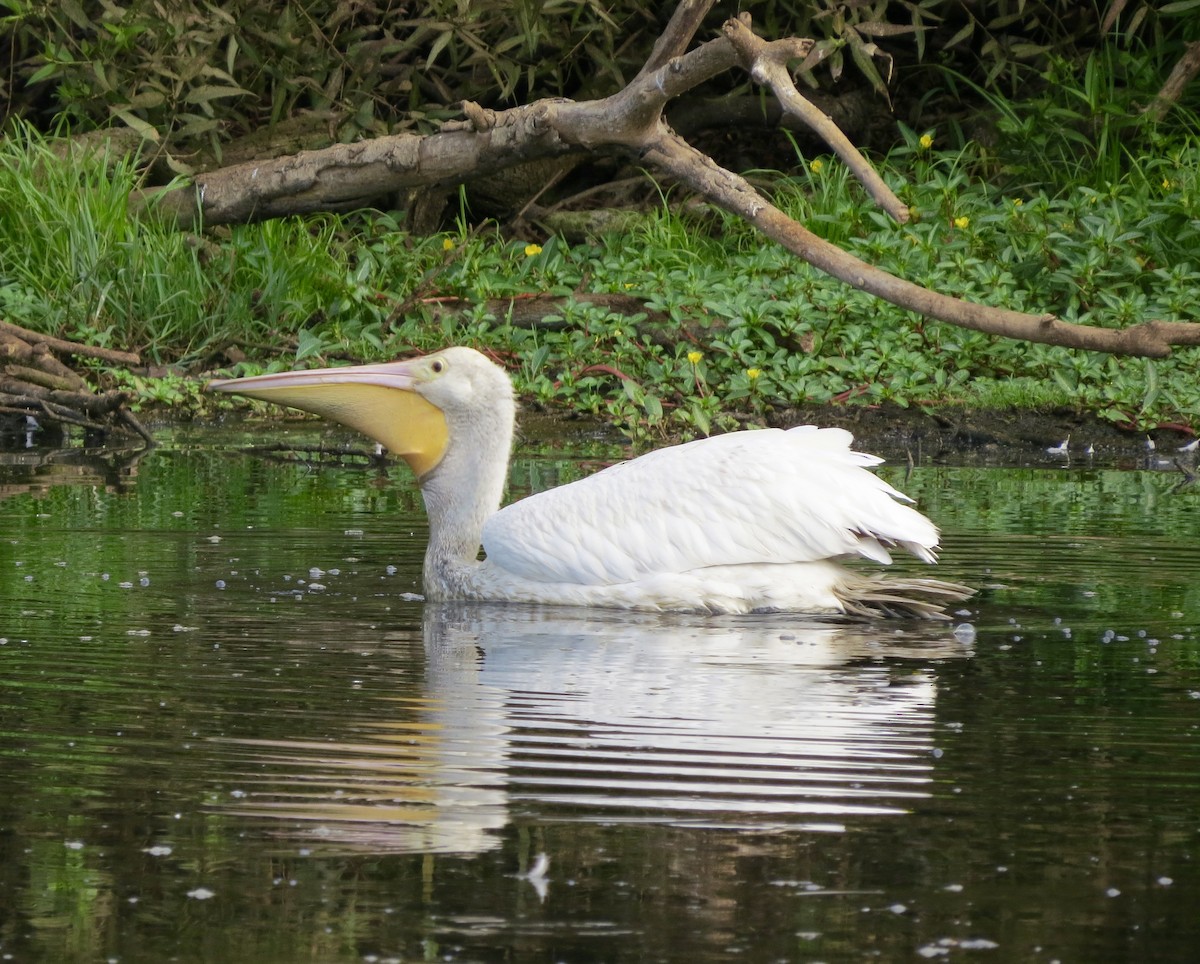 American White Pelican - Terry Hill