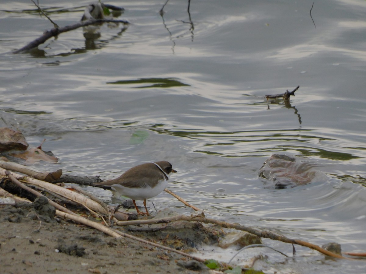 Semipalmated Plover - ML343703811