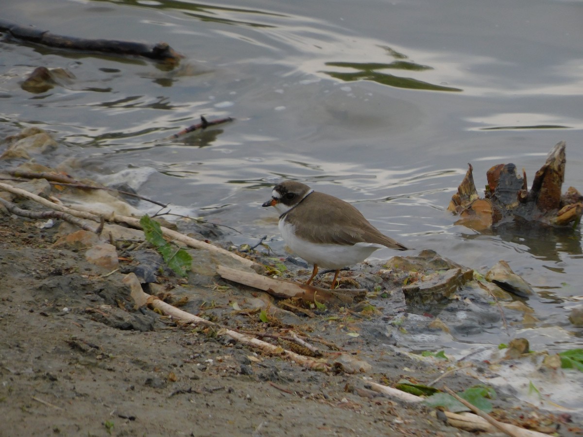 Semipalmated Plover - ML343703841