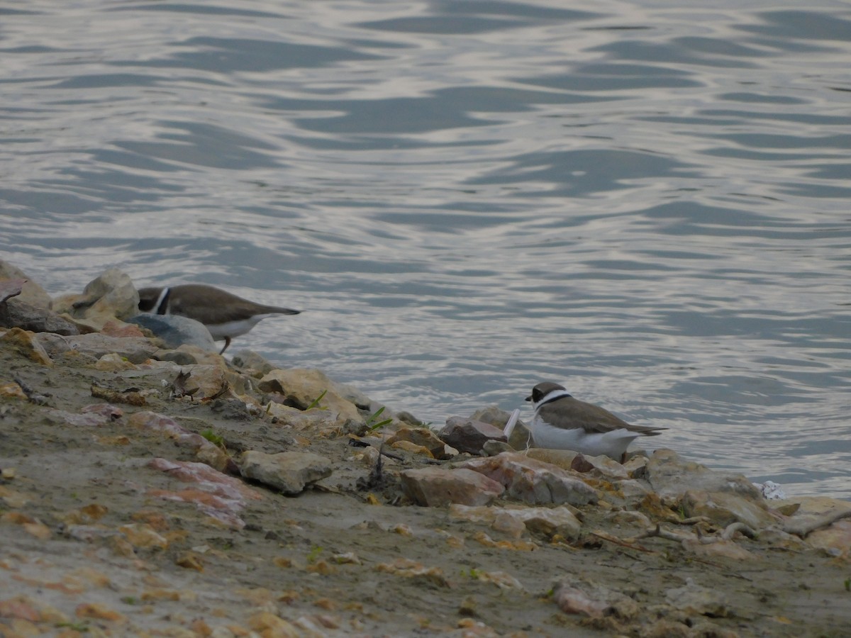 Semipalmated Plover - ML343703901