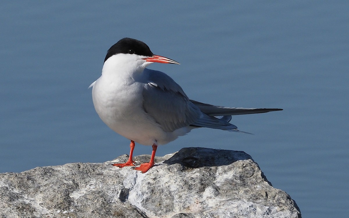 Common Tern - Gordon Johnston