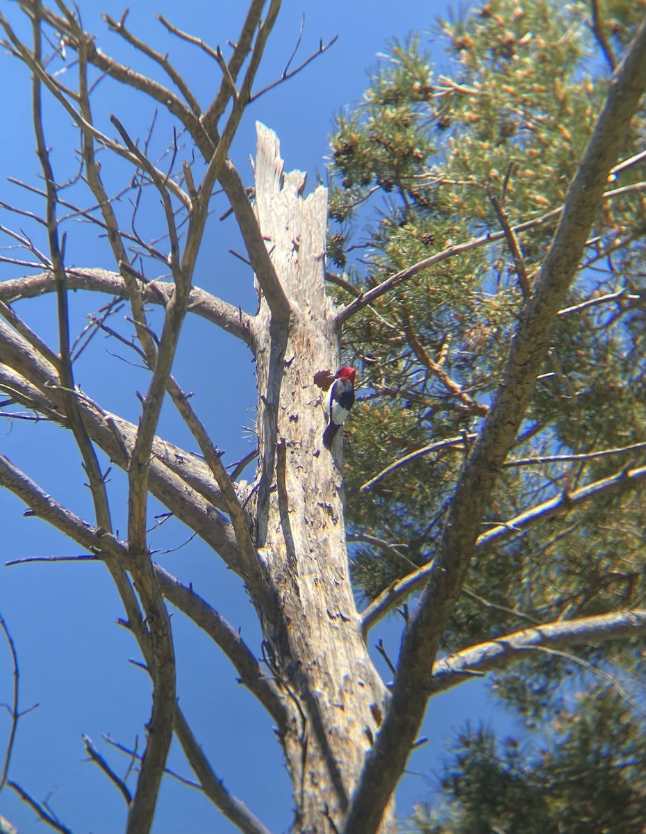 Red-headed Woodpecker - ML343706241