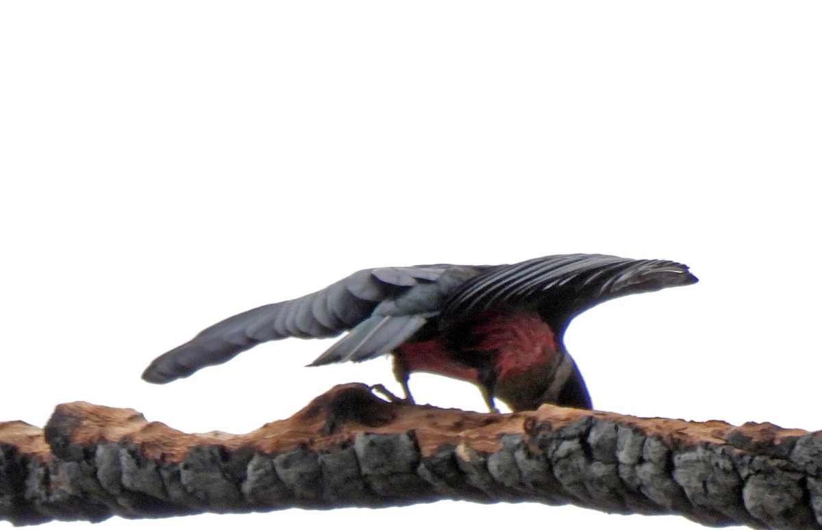 Lewis's Woodpecker - ML343706331