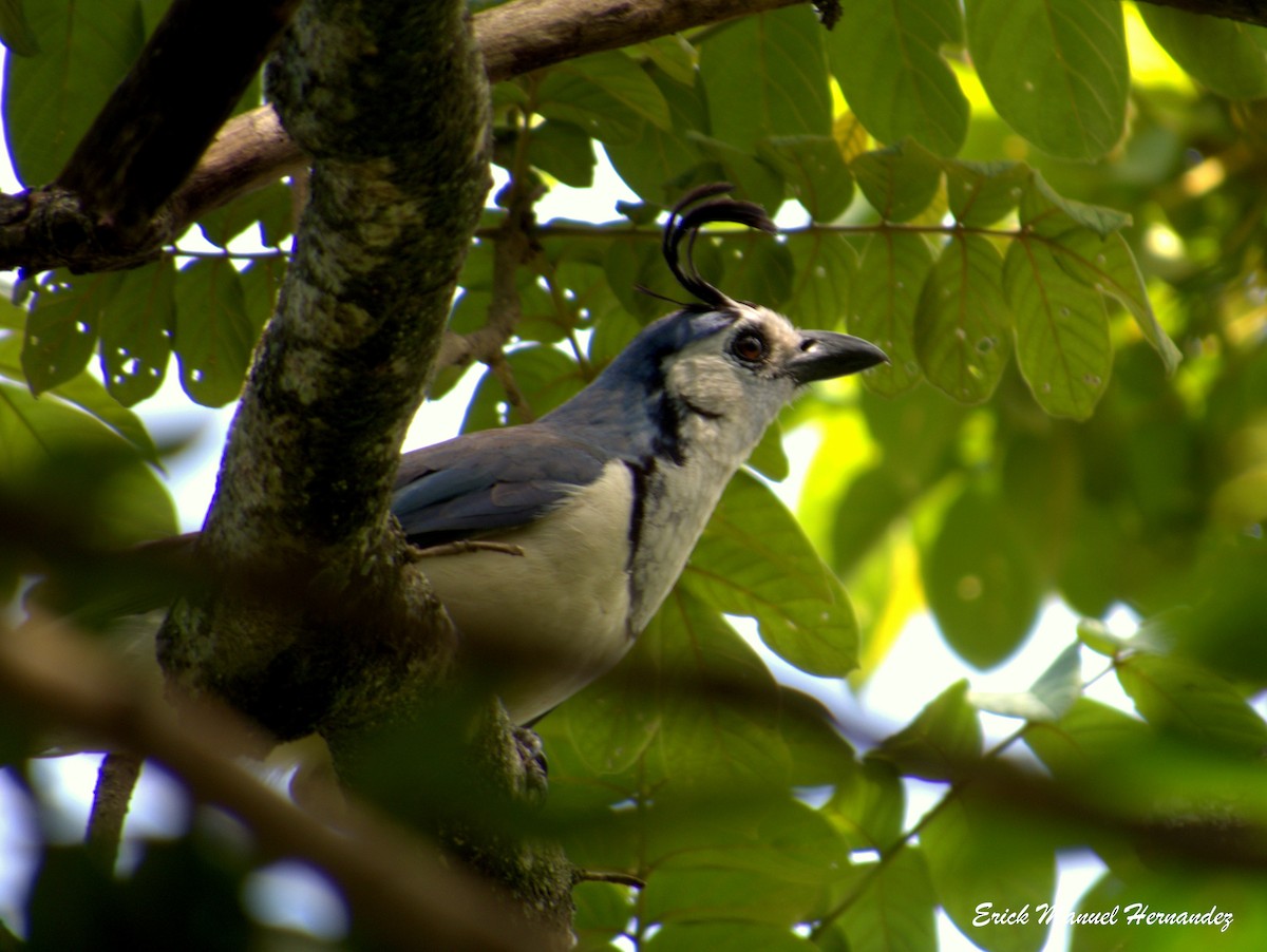White-throated Magpie-Jay - ML343711611