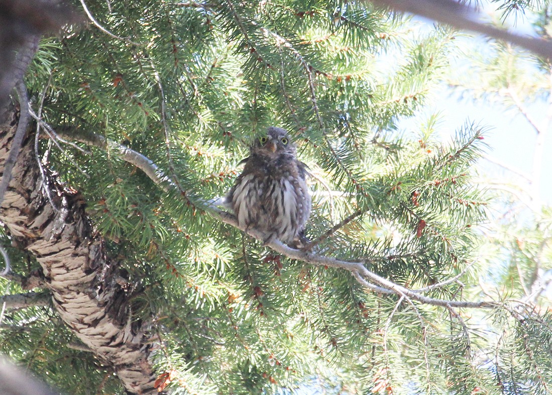 Northern Pygmy-Owl - ML34371271