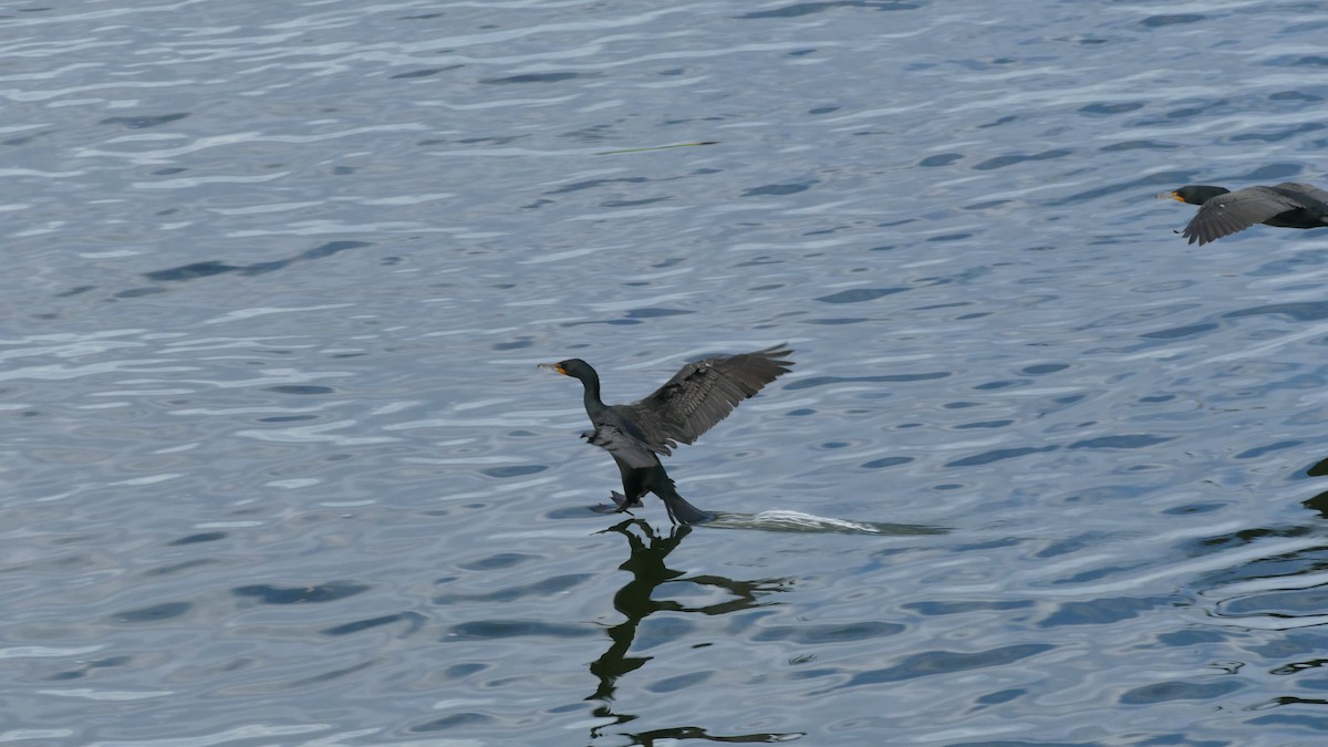 Double-crested Cormorant - Avery Fish