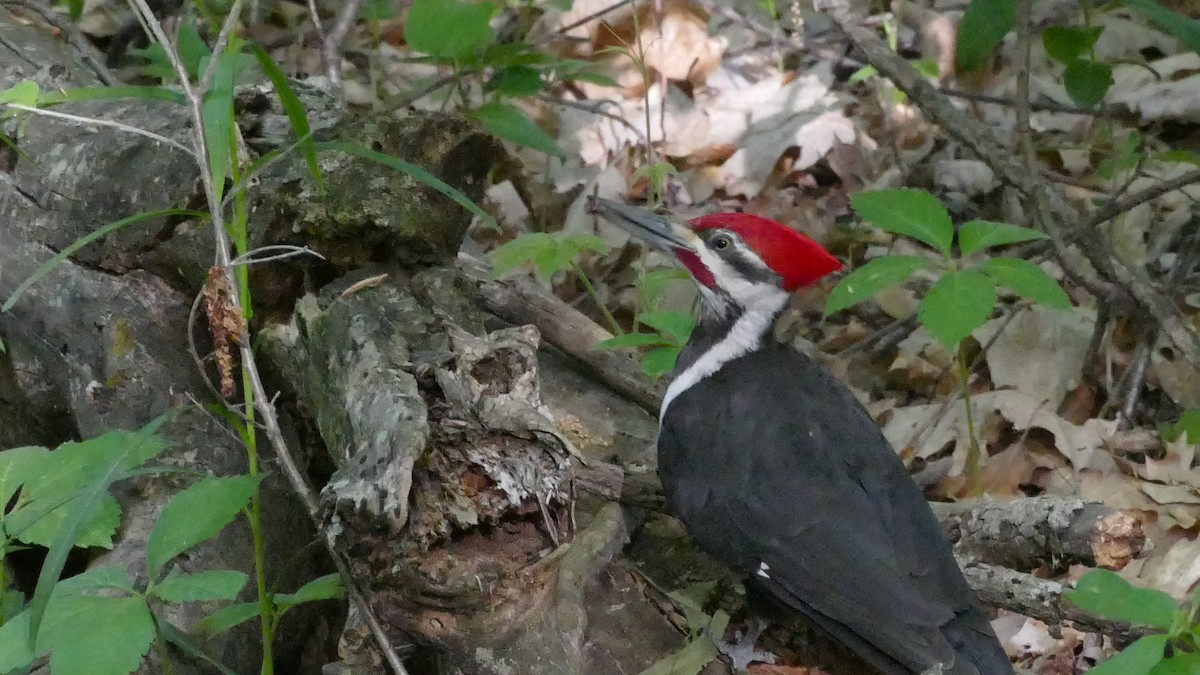 Pileated Woodpecker - ML343723151