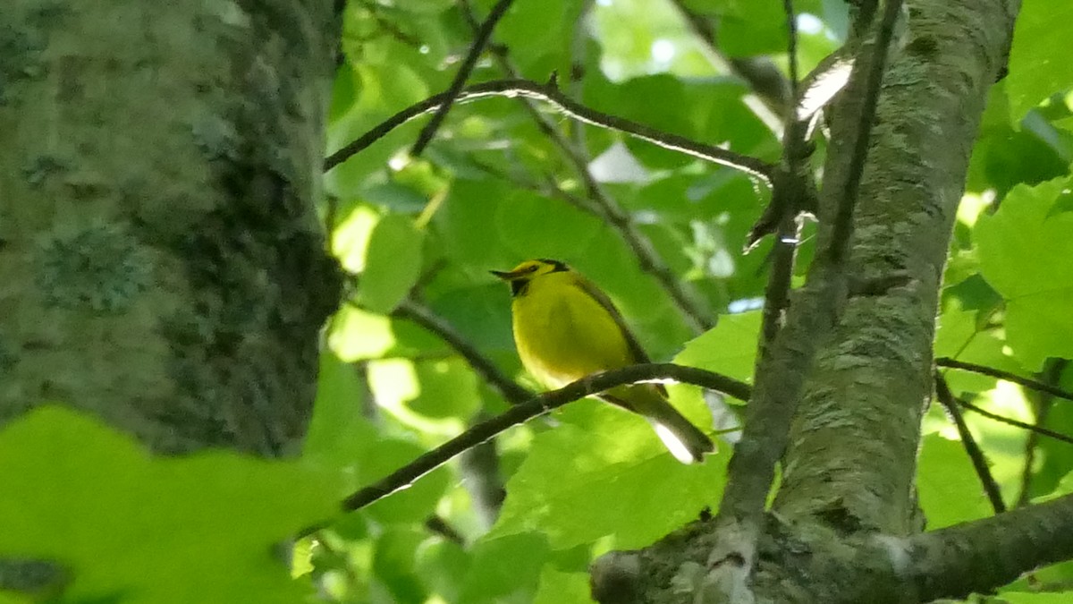 Hooded Warbler - Avery Fish