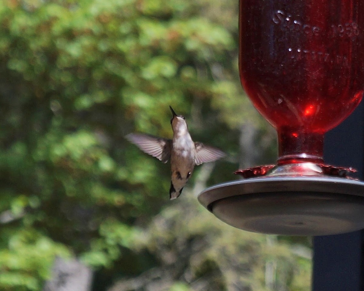 Ruby-throated Hummingbird - ML343725081