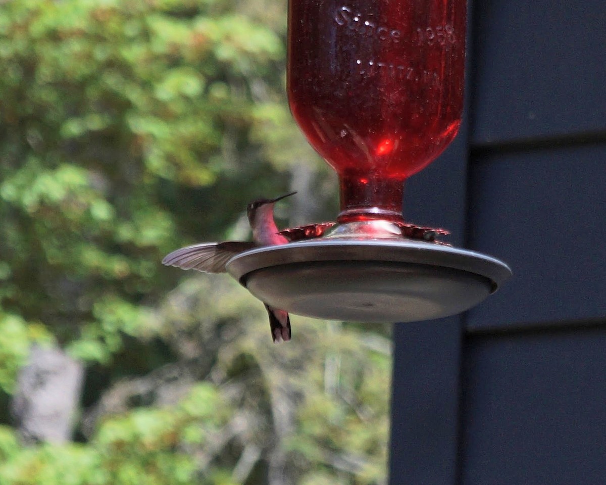 Ruby-throated Hummingbird - ML343725511
