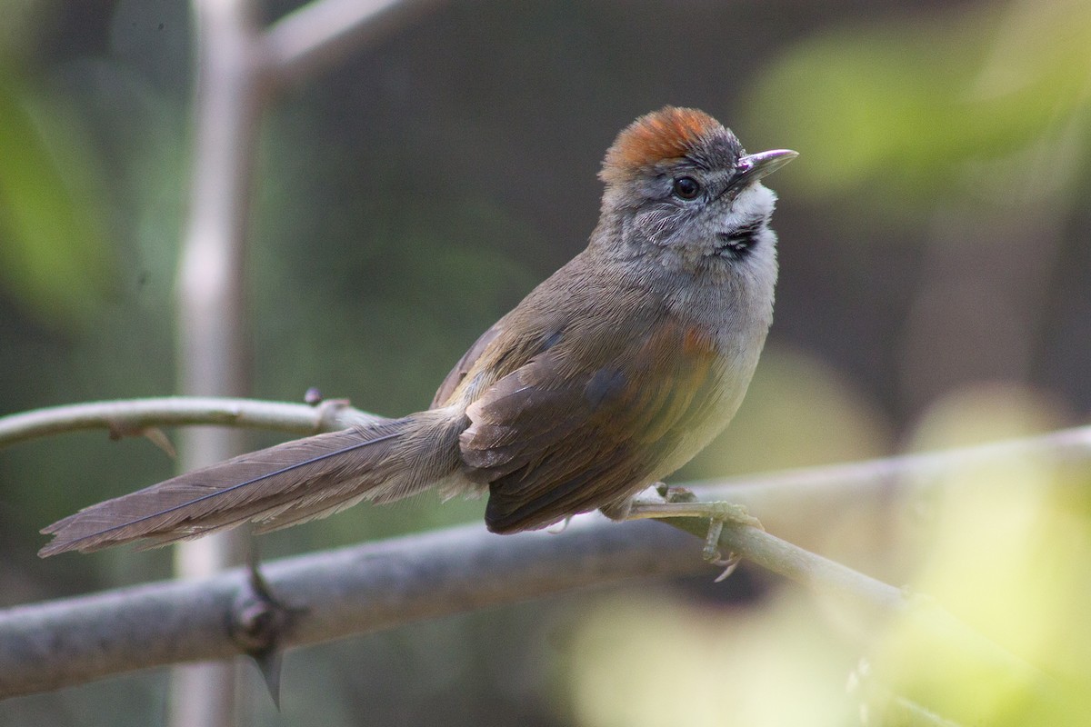 Pale-breasted Spinetail - ML343728741