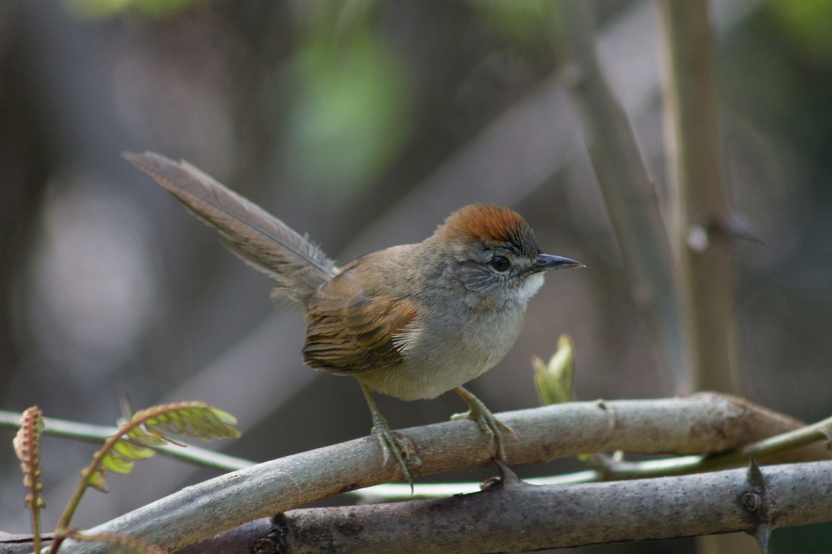 Pale-breasted Spinetail - ML343728901