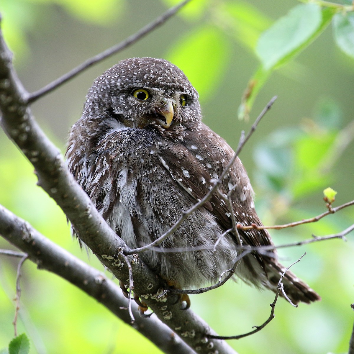 Northern Pygmy-Owl - Jonathan Dowell