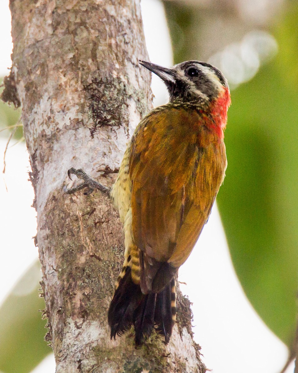 Yellow-vented Woodpecker - Robert Lewis