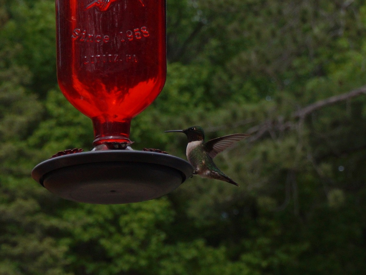 Ruby-throated Hummingbird - ML343736581