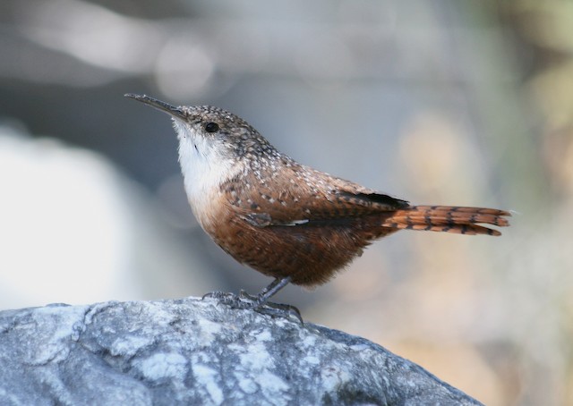 Long and slender bill, flat head, and short tarsi are morphological adaptations for foraging in rock crevices and interstitial spaces. - Canyon Wren - 
