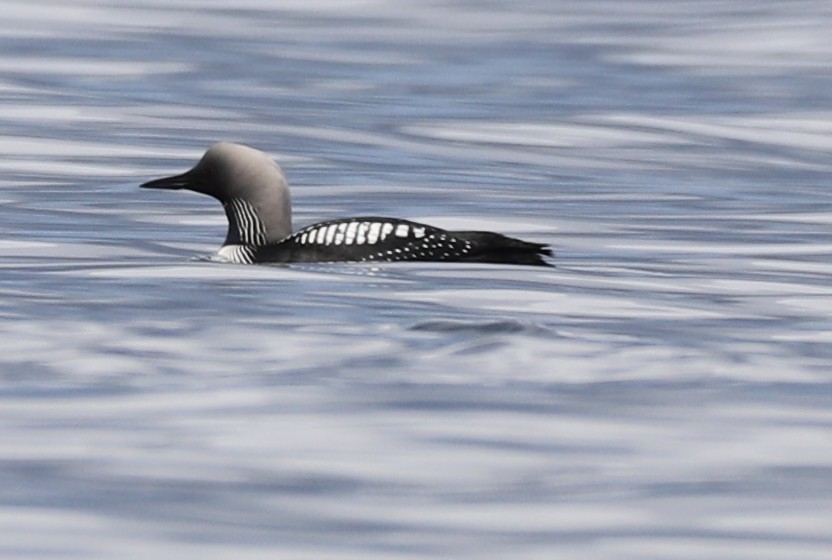 Pacific Loon - Walter Thorne